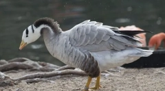 Goose gorni